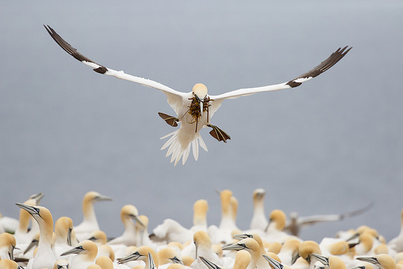 Northern Gannet, with nest material