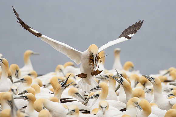 Northern Gannet, with nest material