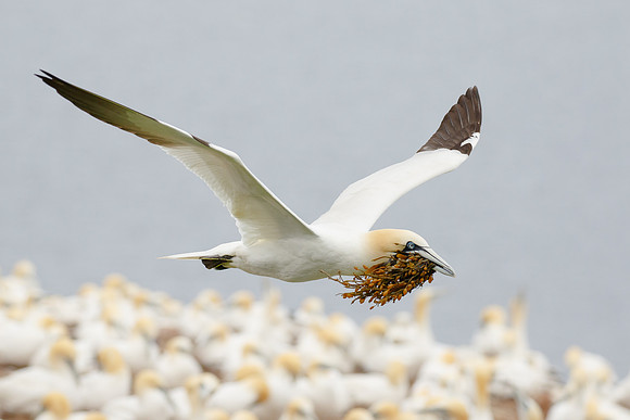 Northern Gannet, with nest material