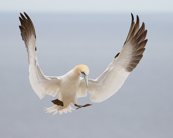 Northern Gannet