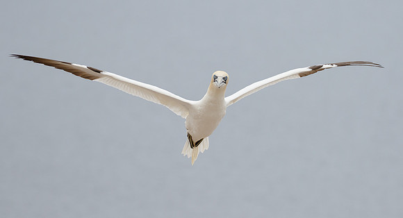 Northern Gannet