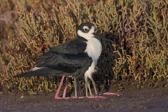Black-necked stilt, with 4 chicks