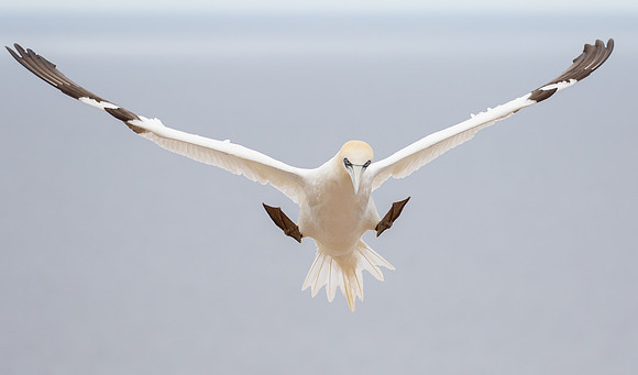 Northern Gannet