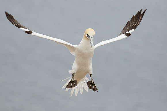 Northern Gannet
