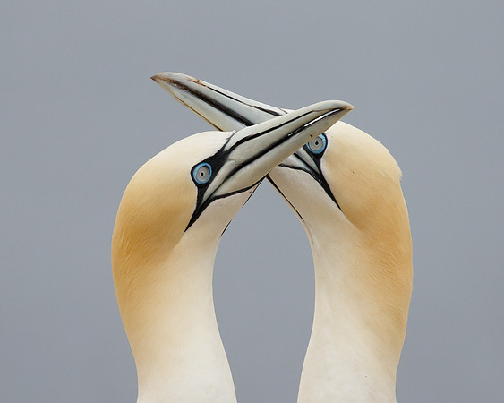 Northern Gannets, courtship