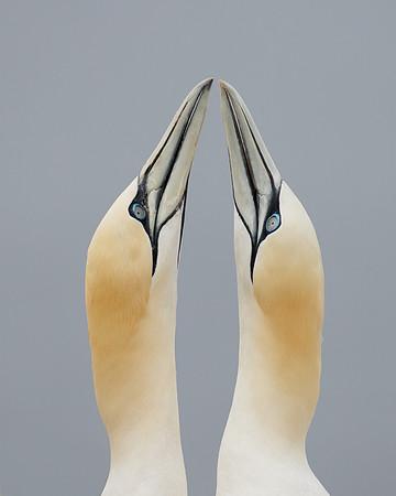 Northern Gannets, courtship