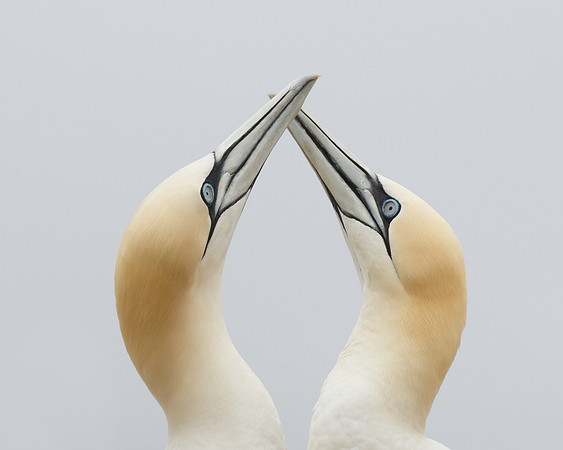 Northern Gannets, courtship