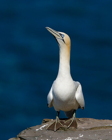 Northern Gannet