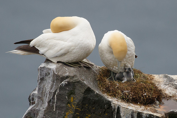 Northern Gannets, at nest with chicks