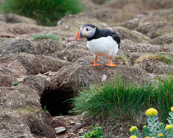 Atlantic Puffin, at burrow