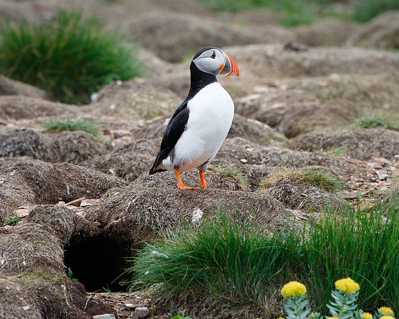 Atlantic Puffin, at burrow