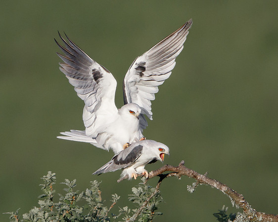 White-tailed Kites, mating