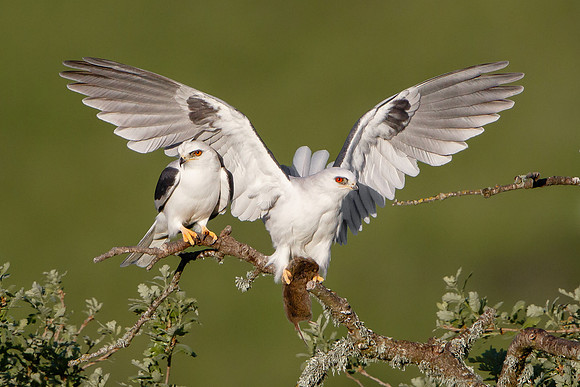 White-tailed Kites, courting pair