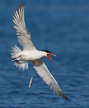Caspian Tern dropping fish following pursuit by gull