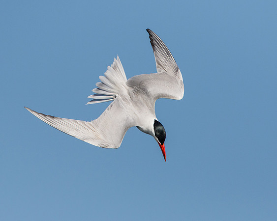 Caspian Tern, diving