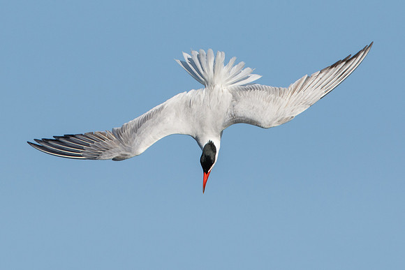 Caspian Tern, diving