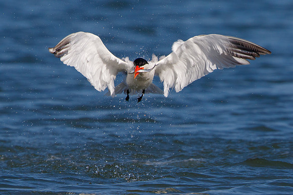 Caspian Tern