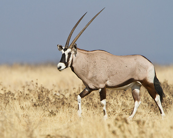 Gemsbok (Southern Oryx)