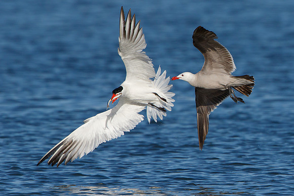 Caspian Tern, chased by Heermann's Gull