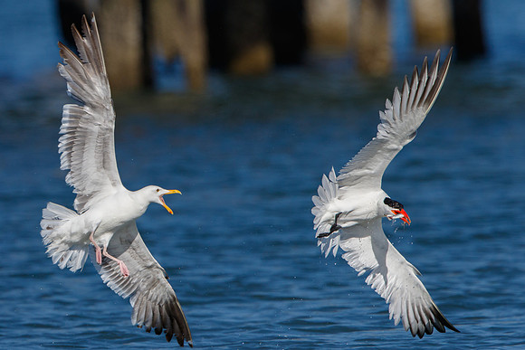 Caspian Tern, chased by Western Gull