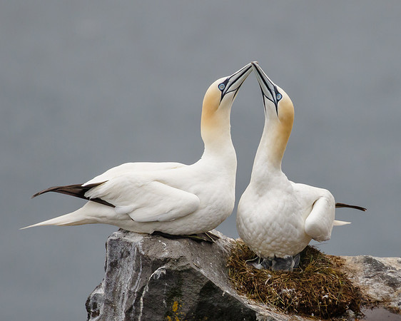 Northern Gannets, at nest
