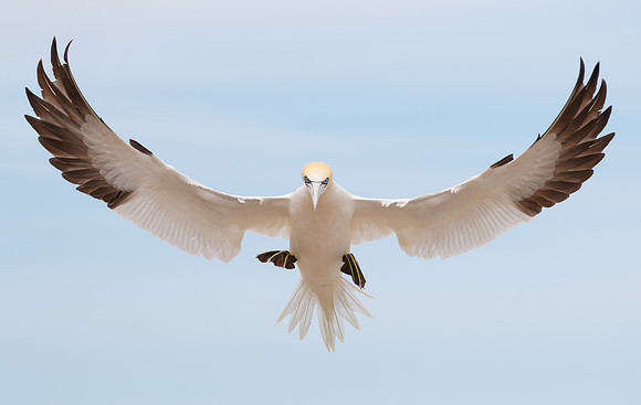 Northern Gannet