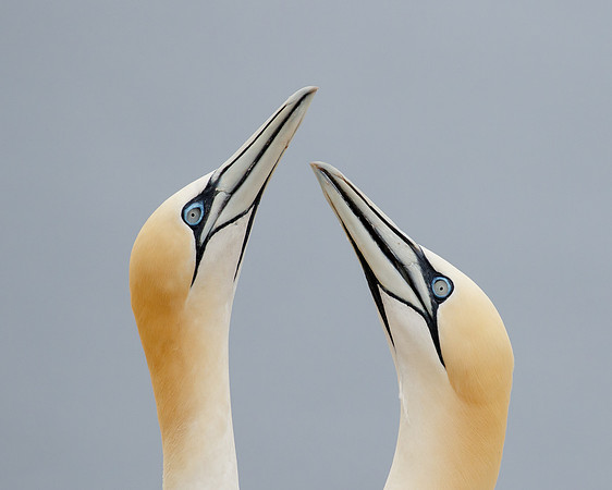Northern Gannets, courtship