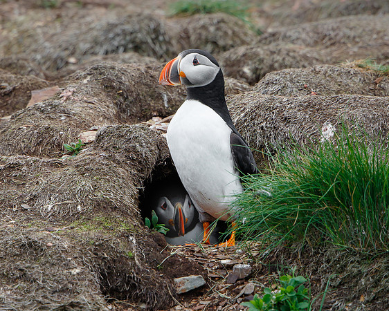 Atlantic Puffins, at burrow