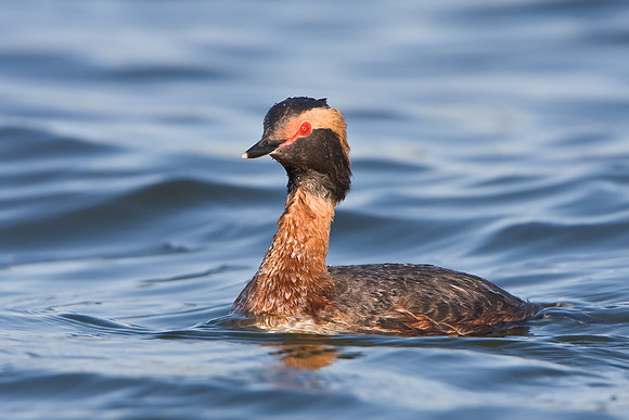 Horned Grebe