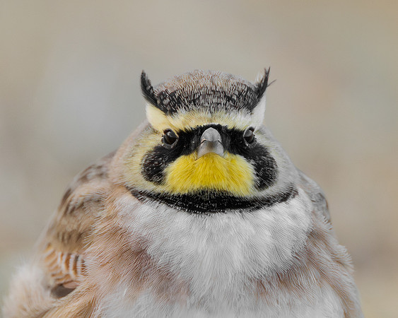 Horned Lark