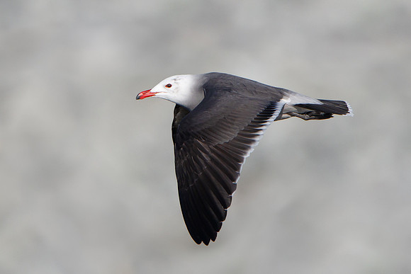 Heermann's Gull