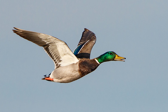 Mallard