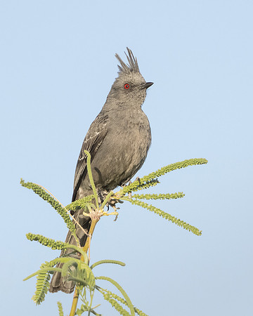Phainopepla, female