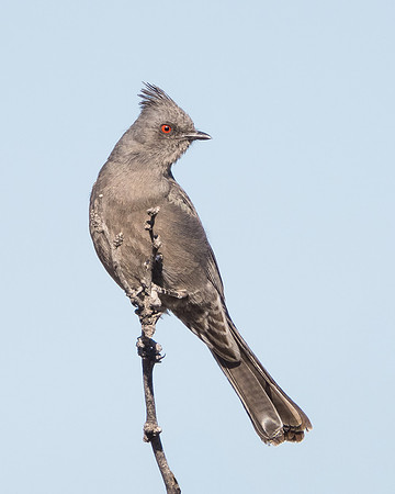 Phainopepla, female