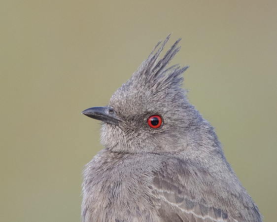 Phainopepla, female