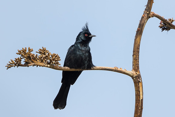 Phainopepla, male