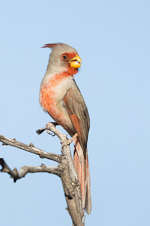 Pyrrhuloxia