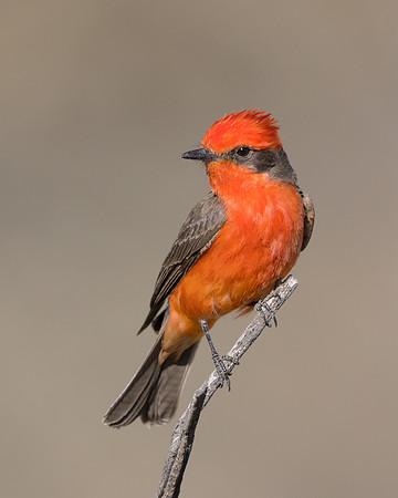 Vermilion Flycatcher