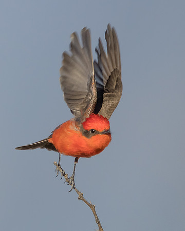 Vermilion Flycatcher