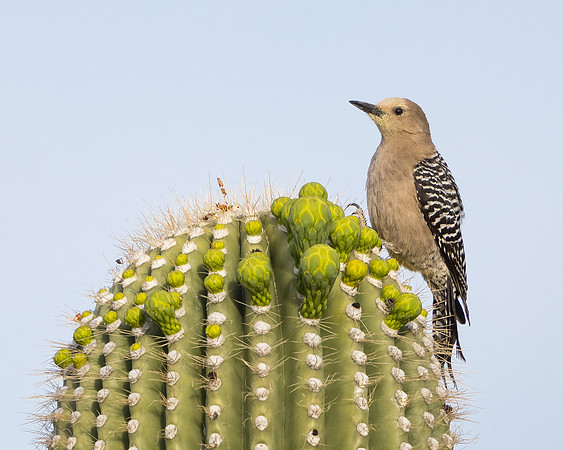 Gila Woodpecker