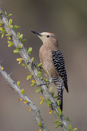 Gila Woodpecker