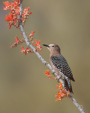 Gila Woodpecker