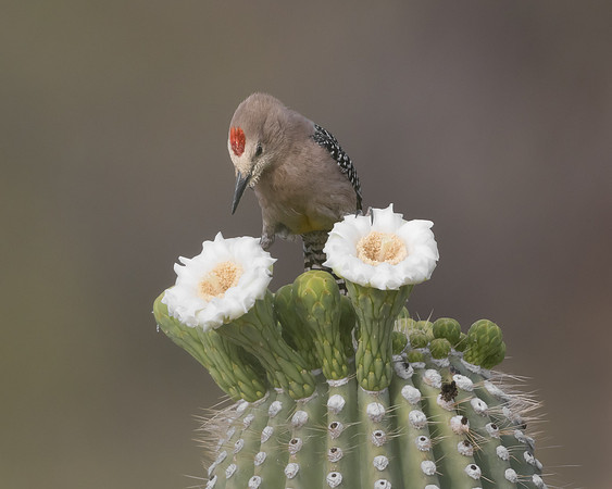 Gila Woodpecker, feeding on saguaro flowers
