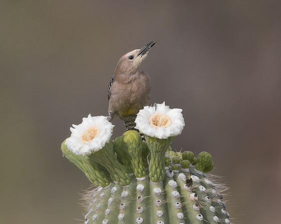 Gila Woodpecker, feeding on saguaro flowers