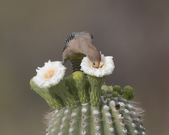 Gila Woodpecker, feeding on saguaro flowers