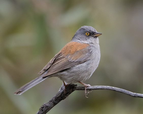 Yellow-eyed Junco