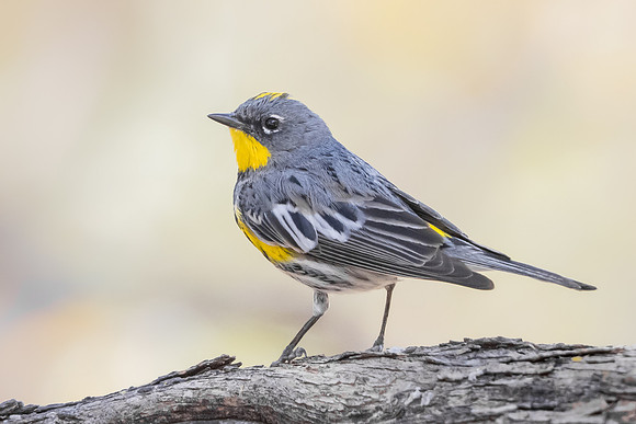 Yellow-rumped Warbler