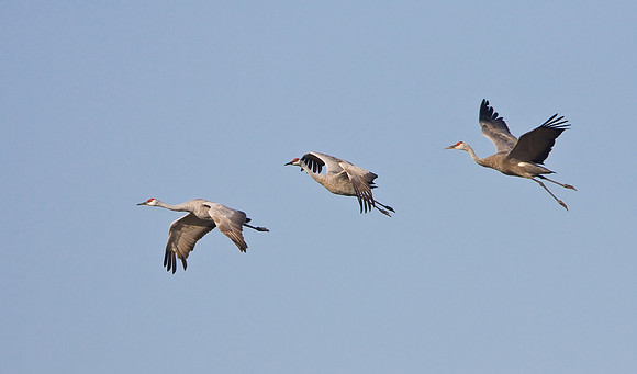 Sandhill Cranes