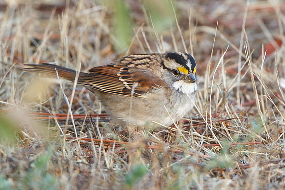 White-throated Sparrow