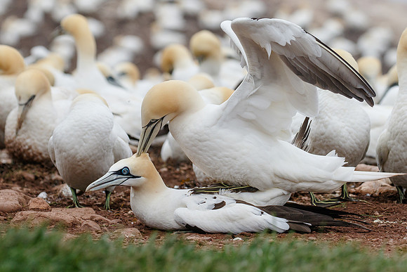 Northern Gannets, mating